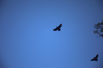 Black raven against the sky. Flight of a bird of prey.
