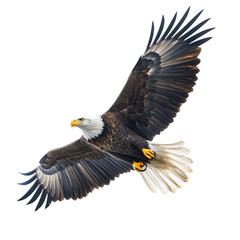 Obraz premium bald eagle flying with spread wings isolated on a white background