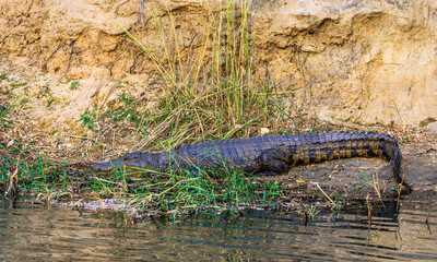 Afrian Alligator on the Beach, Namibia, Africa