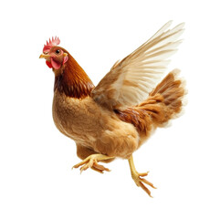 Fototapeta premium Brown chicken with wings spread mid-flight, feather details, farm animal for agricultural themes, natural movement, rural farming lifestyle isolated on transparent background
