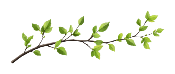 Branch with vibrant green leaves, detailed botanical element for natural design, realistic foliage for decor or illustration isolated on transparent background