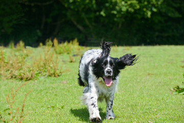 Beautiful spaniel running towards the camera.