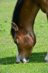 Elderly pony eating grass on a sunny day
