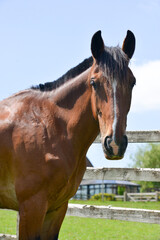 Stunning portrait horse in the field