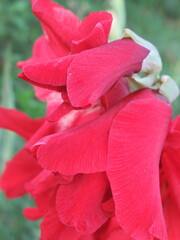 Fototapeta na wymiar Zbliżenie na kwiat rośliny z gatunku Gladiolus