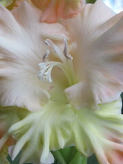 Zbliżenie na kwiat rośliny z gatunku Gladiolus © Kumulugma