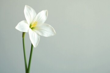 Fototapeta premium Single freesia flower on pure white background, plant, freesia, whites