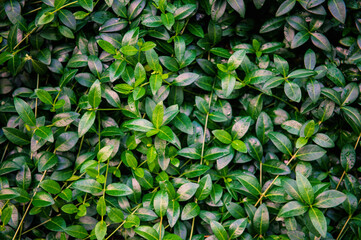 Nature summer background with green wet leaves
