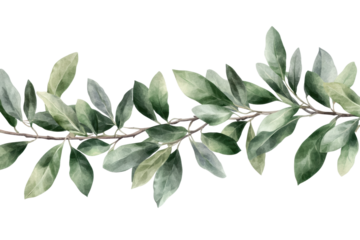Realistic olive branch with green and grey tones, botanical art design, natural foliage element, Mediterranean concept isolated on transparent background