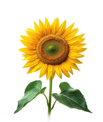 Obraz premium Bright yellow sunflower with vibrant petals and green leaves, realistic blooming flower, nature symbol of summer and positivity isolated on transparent background