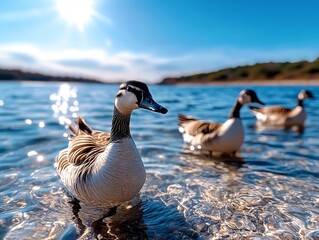 Fototapeta premium A group of geese swimming in a body of water