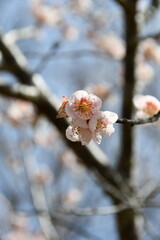 梅