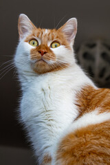 Portrait d'un chat roux et blanc aux yeux jaunes