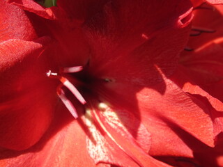 Zbliżenie na kwiat rośliny z gatunku Gladiolus © Kumulugma