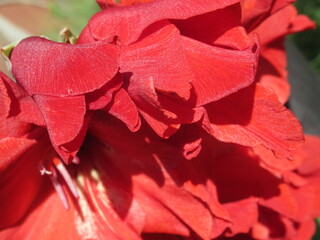 Zbliżenie na kwiat rośliny z gatunku Gladiolus