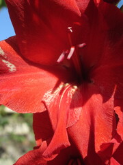 Zbliżenie na kwiat rośliny z gatunku Gladiolus © Kumulugma