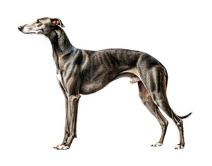Obraz premium Greyhound isolated on transparent background