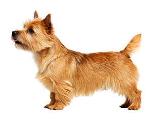 Norwich terrier isolated on transparent background