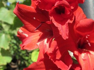 Zbliżenie na kwiat rośliny z gatunku Gladiolus © Kumulugma