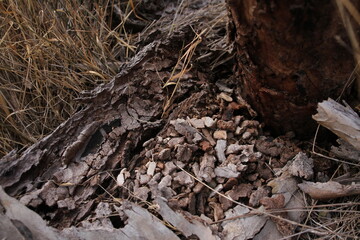 roots in the forest
