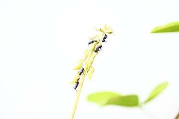 Ants on yellow flower plant. The image shows a close-up of a plant with yellow flowers and a cluster of ants crawling on it. The background is blurred, focusing attention on the plant and insects.
