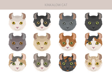 Kinkalow Cat clipart. All coat colors set.  All cat breeds characteristics infographic. Vector illustration