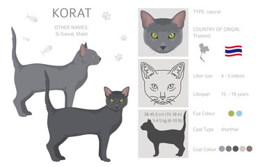 Naklejka premium Korat Cat clipart. All coat colors set. All cat breeds characteristics infographic. Vector illustration