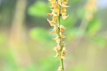 Ants on yellow flower plant. The image shows a close-up of a plant with yellow flowers and a cluster of ants crawling on it. The background is blurred, focusing attention on the plant and insects.