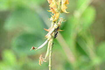 Ants on yellow flower plant. The image shows a close-up of a plant with yellow flowers and a cluster of ants crawling on it. The background is blurred, focusing attention on the plant and insects.