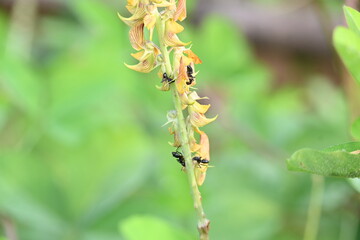 Ants on yellow flower plant. The image shows a close-up of a plant with yellow flowers and a cluster of ants crawling on it. The background is blurred, focusing attention on the plant and insects.