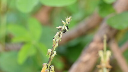Ants on yellow flower plant. The image shows a close-up of a plant with yellow flowers and a cluster of ants crawling on it. The background is blurred, focusing attention on the plant and insects.