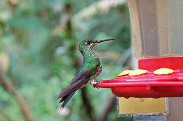 Hummingbird from Costa Rica