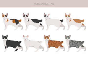 Korean Bobtail Cat clipart. All coat colors set.  All cat breeds characteristics infographic. Vector illustration