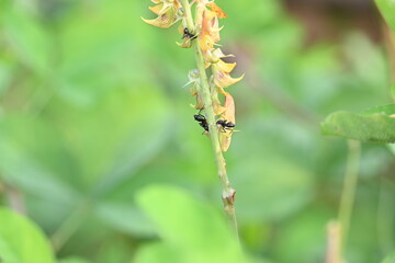 Ants on yellow flower plant. The image shows a close-up of a plant with yellow flowers and a cluster of ants crawling on it. The background is blurred, focusing attention on the plant and insects.