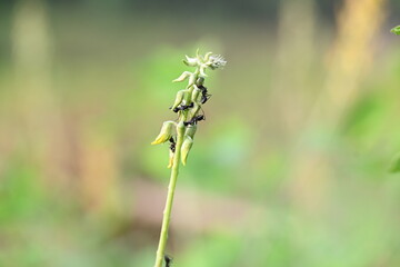 Ants on yellow flower plant. The image shows a close-up of a plant with yellow flowers and a cluster of ants crawling on it. The background is blurred, focusing attention on the plant and insects.