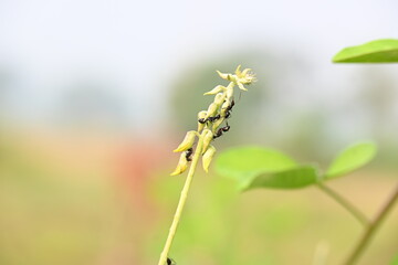 Ants on yellow flower plant. The image shows a close-up of a plant with yellow flowers and a cluster of ants crawling on it. The background is blurred, focusing attention on the plant and insects.