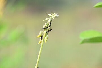 Ants on yellow flower plant. The image shows a close-up of a plant with yellow flowers and a cluster of ants crawling on it. The background is blurred, focusing attention on the plant and insects.
