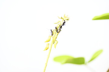Ants on yellow flower plant. The image shows a close-up of a plant with yellow flowers and a cluster of ants crawling on it. The background is blurred, focusing attention on the plant and insects.
