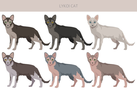 Lykoi Cat clipart. All coat colors set.  All cat breeds characteristics infographic. Vector illustration