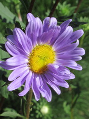 Obraz premium Zbliżenie na kwiat rośliny z gatunku aster