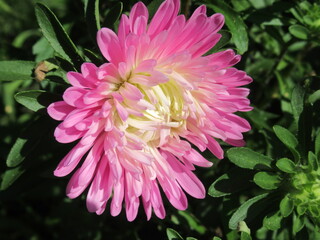 Zbliżenie na kwiat rośliny z gatunku aster © Kumulugma