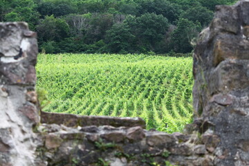 viñedos