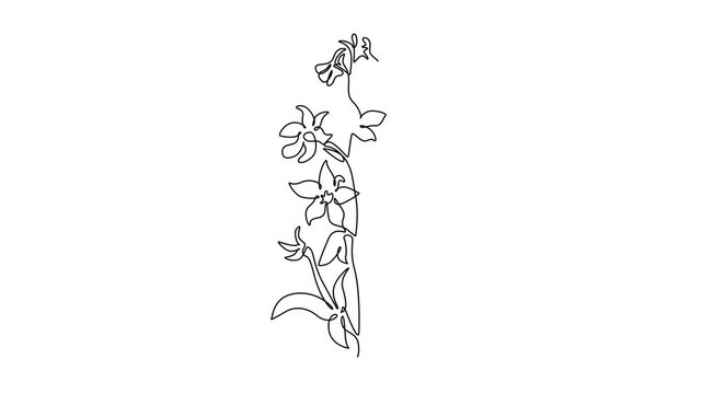 Self drawing animation of single line draw beauty fresh larkspur for home decor wall art print poster. Decorative consolida perennial flower for invitation card. Continuous line. Full length animated