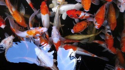 Top view of fancy Koi fish or Japanese Koi carp swimming freely in the healthy pond