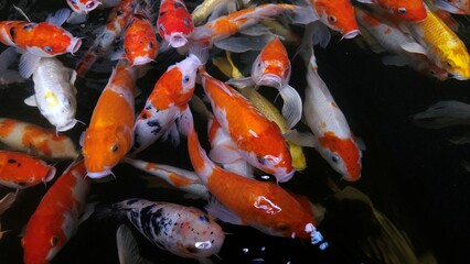 Close up of colorful Koi fish, known as Japanese Koi carp swimming and finding for food in the...