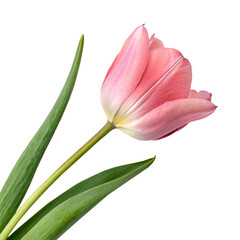 pink tulip isolated on white