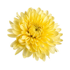 yellow chrysanthemum flower