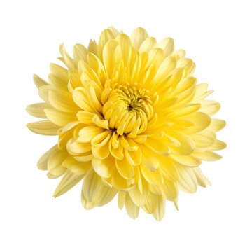 yellow chrysanthemum flower