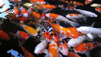 Many Koi fish or colorful fancy carps swimming in a pond and finding food. A bustling view of Japanese koi as they swim together in a pond.