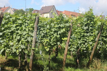 viñedos